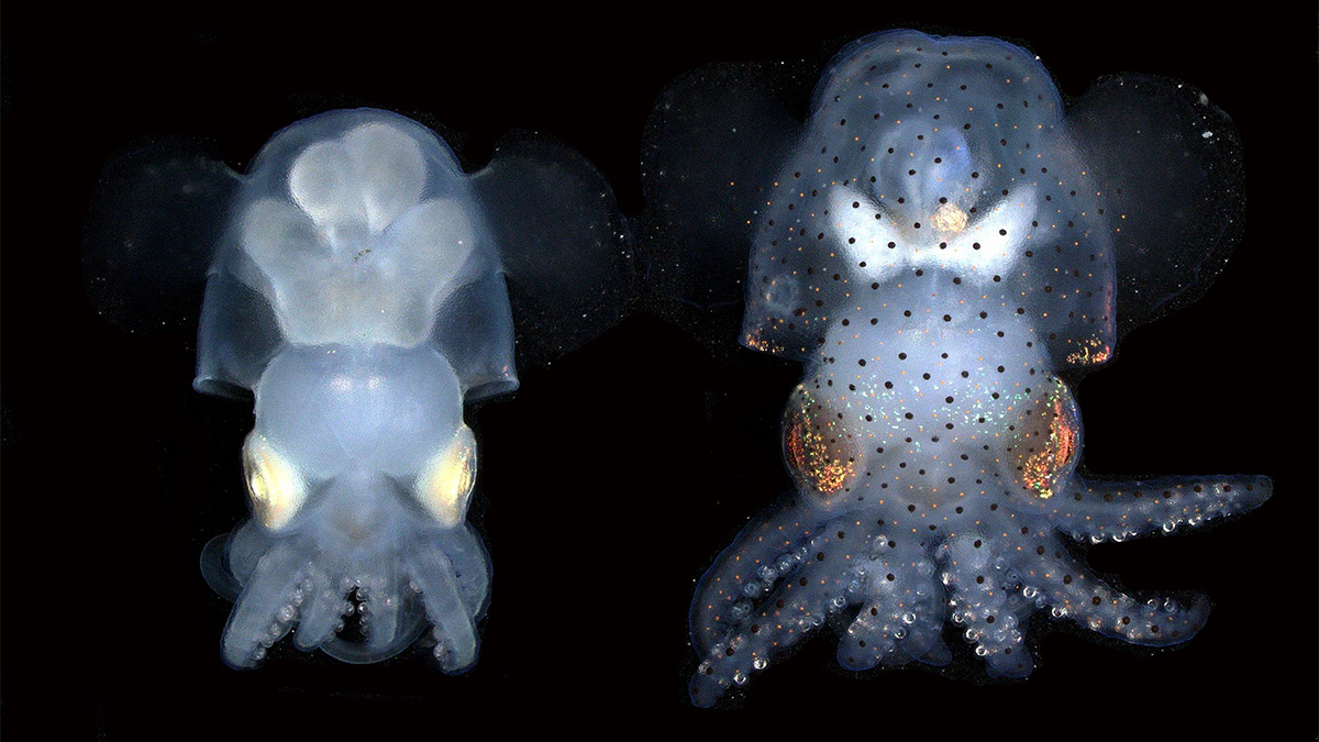 A See Through Squid Success Story Science Friday Marine Biological